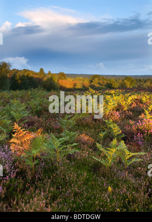 Autumnal colours at Rockford Common in New Forest National Park Stock Photo