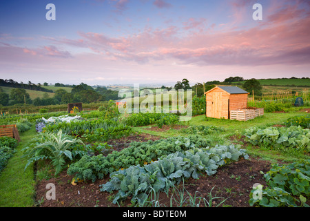 Vegetables growing on a rural Allotment, Morchard Bishop, Devon, England. Summer (July) 2009 Stock Photo