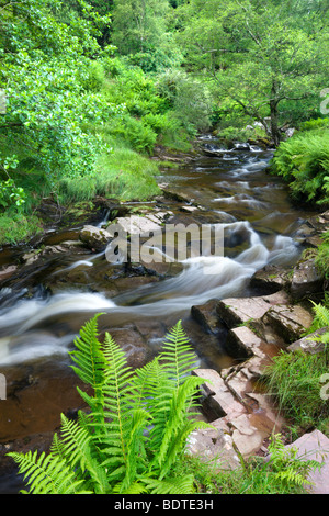 River Caerfanell at Blaen-y-glyn surrounded by summer green foliage, Brecon Beacons National Park, Powys, Wales, UK Stock Photo