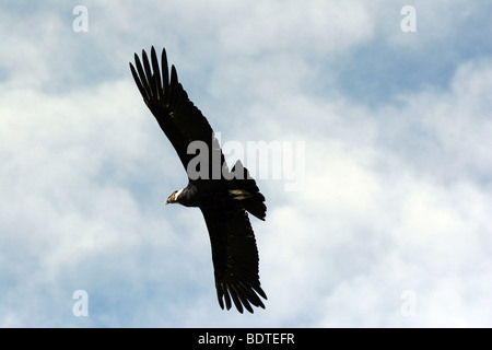 Wild male Andean Condor in flight, Torres del Paine National Park, Chile Stock Photo