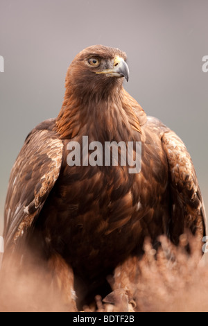 Golden Eagle portrait, taken in the Scottish Highlands (Falconer's captive bird) Stock Photo