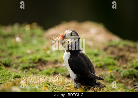 Puffin Fratercula arctica collecting nest material on Skomer Island Stock Photo