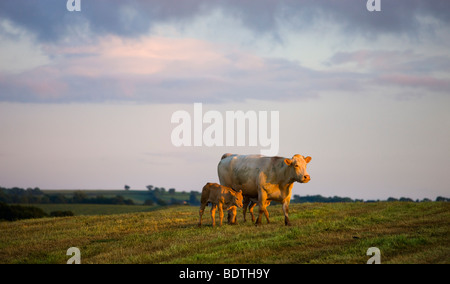 Mother cow and calves in a Devon field, Lapford, Devon, England. Summer (June) 2009 Stock Photo