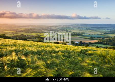 Golden ripened barley growing in a hilltop field in rural Devon, England. Summer (June) 2009 Stock Photo