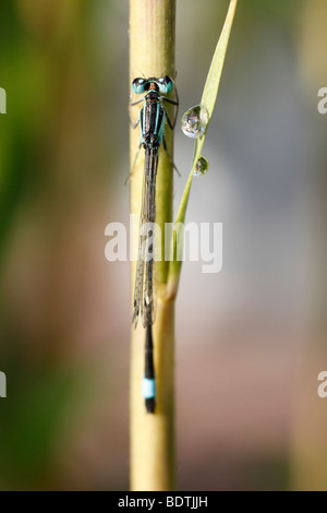 The blue dragonfly takes a rest on the branch with leafs Stock Photo ...