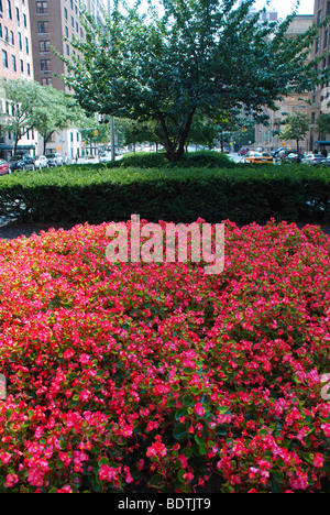 Plantings of coral begonias Japanese yew and cherry trees separate traffic down Park Avenue mall in Manhattan New York City USA Stock Photo