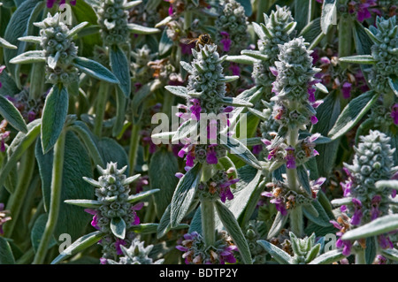 Lamb's Ear (Stachys byzantina) Stock Photo