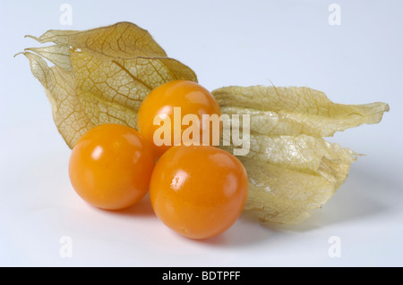 Cape Gooseberry Physalis peruviana fruits Stock Photo