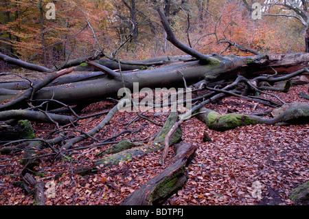 dead wood forest sababurg reinhardswald Stock Photo