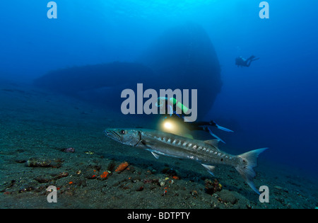 Great Barracuda (Sphyraena barracuda) and scuba diver, in front of wreck of the Liberty, Tulamben, Bali, Indonesia, Indian Ocea Stock Photo