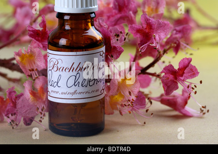 Bottle with Bach Flower Stock Remedy, Red Chestnut, Aesculus carnea Stock Photo