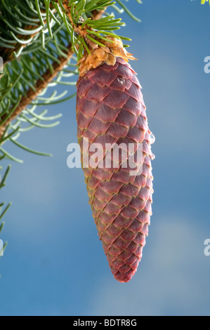 Norway Spruce, cone, Picea abies, Gemeine Fichte, Zapfen, Rotfichte Stock Photo