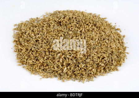 Schafgarbe, getrocknet, Klostermedizin, Yarrow, dried, Achillea millefolium Stock Photo