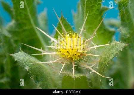 Blessed Thistle, Holy Thistle, Saint Benedict thistle, spotted thistle, cardin, bitter thistle, blessed cardus, blessed thistle Stock Photo