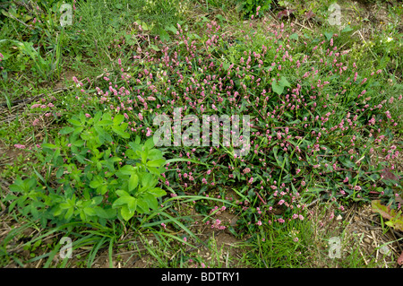 Lady's-Thumb / (Polygonum persicaria) | Floh-Knoeterich / (Polygonum persicaria) / Knoeterich Stock Photo