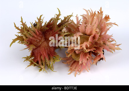 Giant Filbert, ripe nuts, variety Granat, Corylus maxima Stock Photo