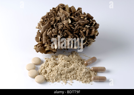 Maitake, dried, pills and powder, homeopathy / (Grifola frondosa) Stock Photo