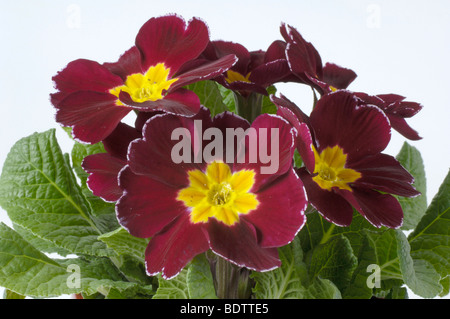 Primrose, Primula acaulis, Primula vulgaris Stock Photo