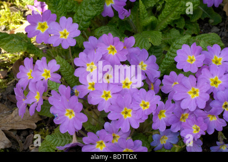 Primrose, Primula acaulis, Primula vulgaris Stock Photo