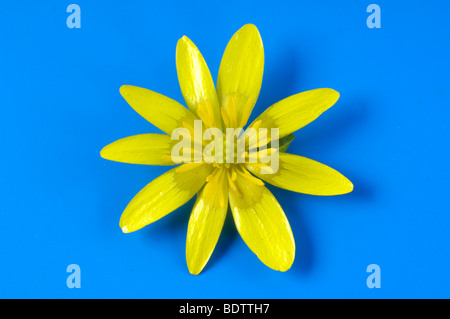 Lesser celandine / (Ficaria verna, Ranunculus ficaria) / Klostermedizin, Kraeuter, Homoeopathie Stock Photo