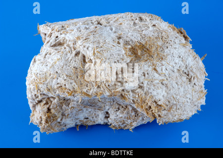 Oyster Mushroom, Mycel, Austernpilz Pilzmycel fuer die Pilzzucht, Pleurotus ostreatus, Speisepilze, Austernseitling Stock Photo