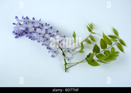 Chinese Wisteria, Wisteria sinensis, Wisteria chinensis, Chinesischer Blauregen Stock Photo