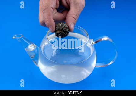 Hand put tea flowers in a tea bottle, flowers blossom tea, Green Tea | Hand gibt Teeblume, Gruener Tee in eine Teekanne / Stock Photo