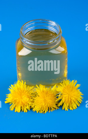 Dandelion honey and blossom, Taraxacum officinale, Loewenzahn Honig und Bluete Stock Photo