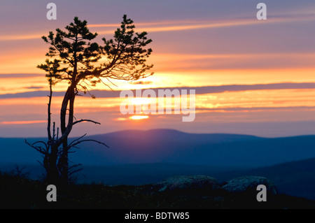 gemeine kiefer bei sonnenuntergang, pinus sylvestris, gaellivare, lappland, schweden, pine tree at sunset in swedish lapland Stock Photo