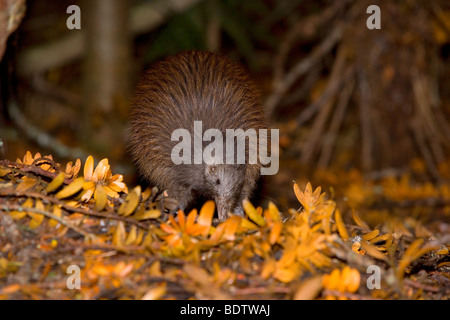 Brown Kiwi, Apteryx australis, adult, Kauri forest. Trounson Kauri Park Scenic Reserve, Northland, North Island, New Zealand Stock Photo