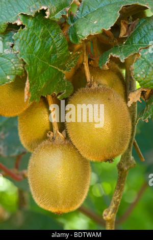 Kiwifruit, Actinidia deliciosa, Katikati, Bay of Plenty, North Island, New Zealand Stock Photo