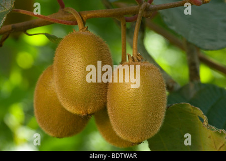 Kiwifruit, Actinidia deliciosa, Katikati, Bay of Plenty, North Island, New Zealand Stock Photo