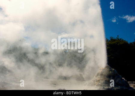 Lady Knox Geyser, erupting Geyser spewing water and steam, Waiotapu Thermal Wonderland, Rotorua, North Island, New Zealand Stock Photo
