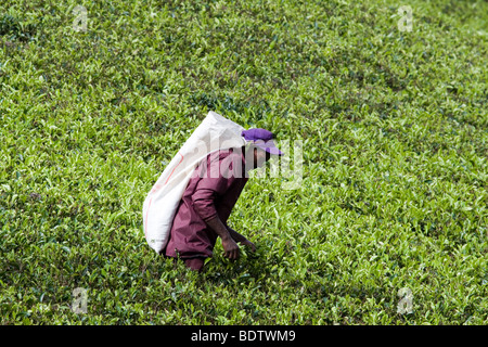 Labor Unrest and Shortage - a male tea plucker does the traditional work of women on a plantation in Bogawantalawa, Sri Lanka. Stock Photo