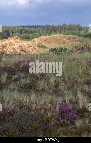 Heidelandschaft mit Besenheide, Common Heather - Ling  (Calluna vulgaris) Stock Photo