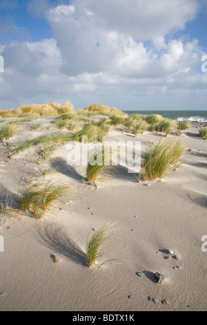 Sandduene mit Strandhafer / Sand dune with Marram / Ammophila arenaria - Helgoland Duene Stock Photo