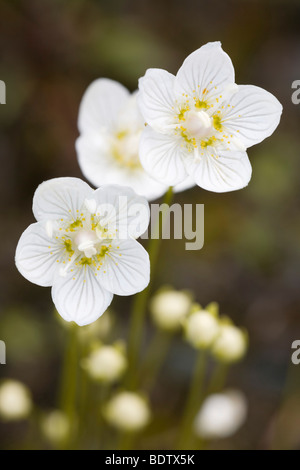 Sumpf-Herzblatt / Grass-of-Parnassus - (Bog-Star) / Parnassia palustris Stock Photo