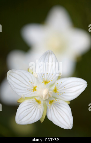 Sumpf-Herzblatt / Grass-of-Parnassus - (Bog-Star) / Parnassia palustris Stock Photo