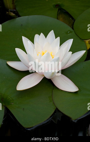 Weisse Seerose - (Wasserrose) / European White Waterlily - (Water Lily) / Nymphaea alba