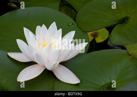 Weisse Seerose - (Wasserrose) / European White Waterlily - (Water Lily) / Nymphaea alba