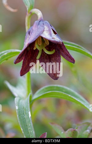 Schatten-Schachblume - (Schwarze Fritillarie) / Chocolate Lily - (Kamchatka Fritillary) / Fritillaria camschatcensis Stock Photo