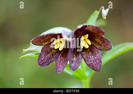 Schatten-Schachblume - (Schwarze Fritillarie) / Chocolate Lily - (Kamchatka Fritillary) / Fritillaria camschatcensis Stock Photo