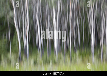 Amerikanische Zitterpappeln - (Wischbild) / Quaking Aspen - (Impressions) / Populus tremuloides Stock Photo