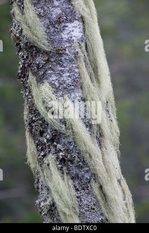 Bartflechten / Horsehair Lichen / Bryoria capillaris Stock Photo