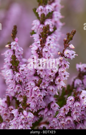 Besenheide - (Heidekraut) / Common Heather - (Ling) / Calluna vulgaris Stock Photo