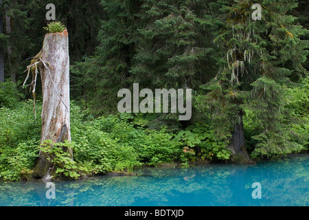 Die Blaue Lagune am Fish Creek / Blue Lagoon at Fish Creek / Hyder - Alaska Stock Photo