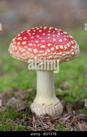 Fliegenpilz - (Roter Fliegenpilz) / Fly Agaric - (Fly amanita-Mushroom) / Amanita muscaria Stock Photo