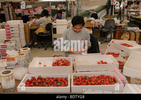 Strawberry plantation, strawberries are individually packaged for retail, Shizuoka Prefecture, Japan, Asia Stock Photo