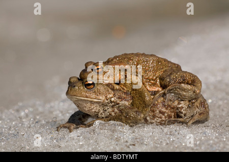Erdkroete - (Erdkroetenpaar), Common Toad - male & female (Bufo bufo) Stock Photo