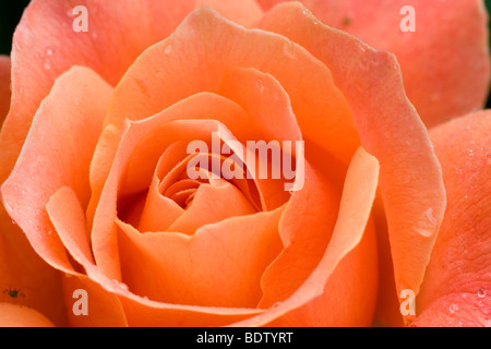 Detailaufnahme einer rotorangen Rose, detail, rose, red lights Stock Photo